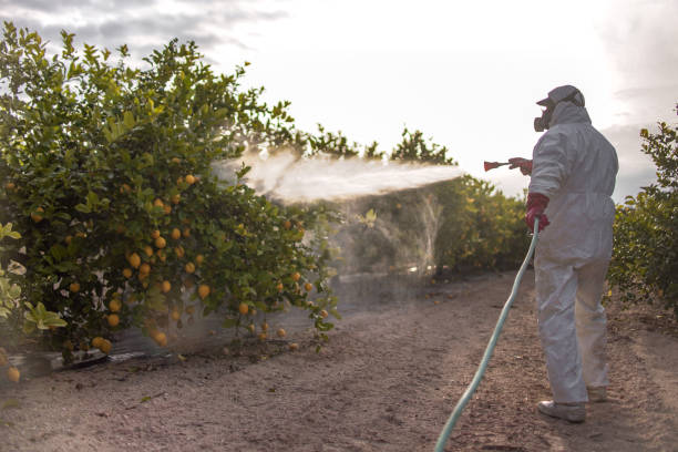 Reliable Porter Heights, TX Pest Control Solutions