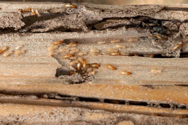Best Pest Control Near Me in Porter Heights, TX